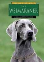 The_weimaraner